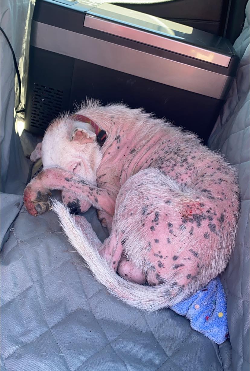 Rescuers have been searching for this stray a year: Tired and broken but best of all safe