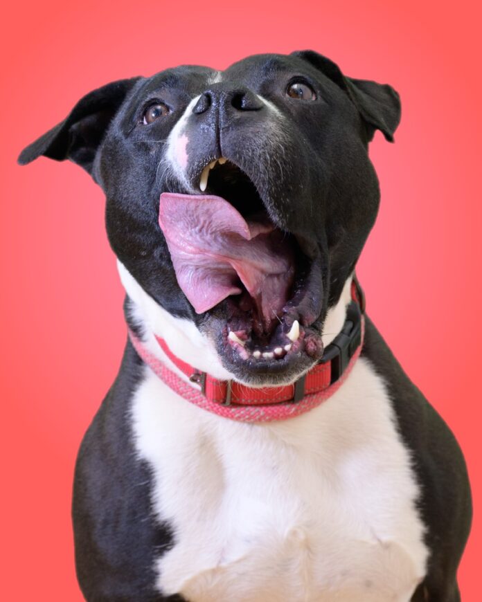Shelter dog has spent 4 years watching 1189 other dogs and puppies get adopted but not him