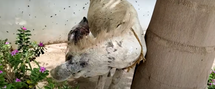 Suffering donkey with ear infection that attracted thousands of flies rescued by amazing volunteers