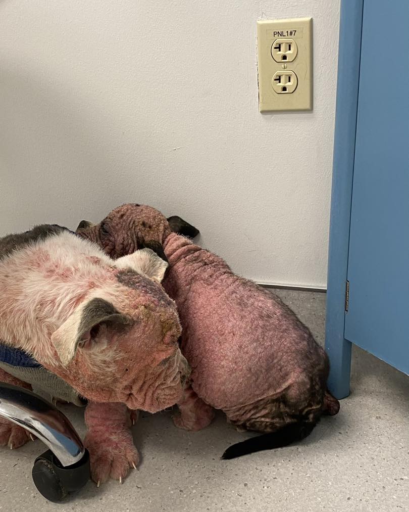 Meeting Christmas shelter strays ‘Donner and Blitzen’ who have stolen hearts