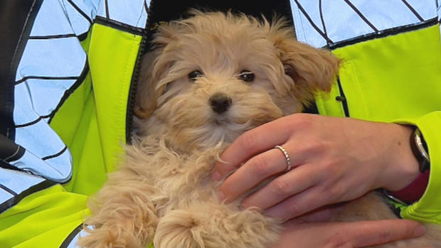 DoorDash driver rescued abandoned puppy in Andover neighborhood