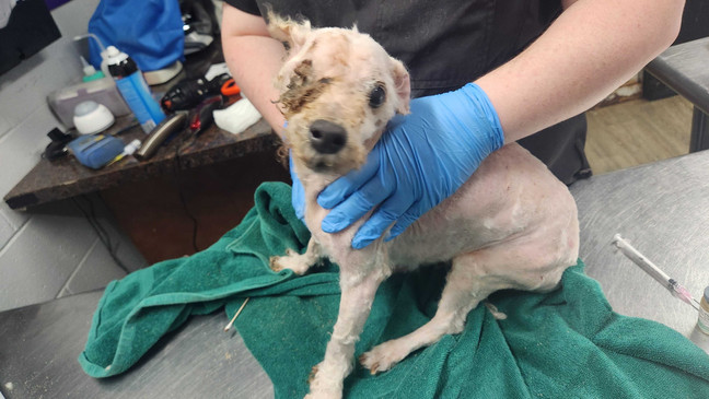 dorchester-paws-1-1