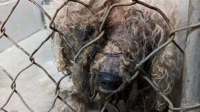 18-year-old dog found in Summerville reunited with his family after missing 3 years