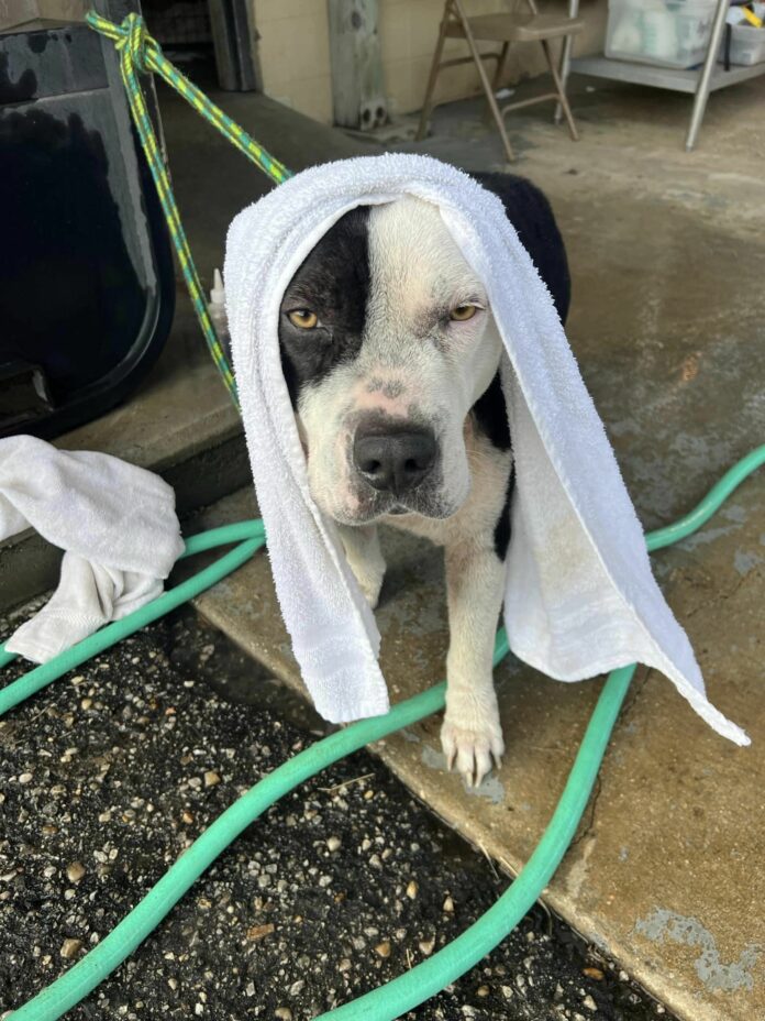 Sweet dog spent her life breeding litters and then she was dumped at gates of shelter to die