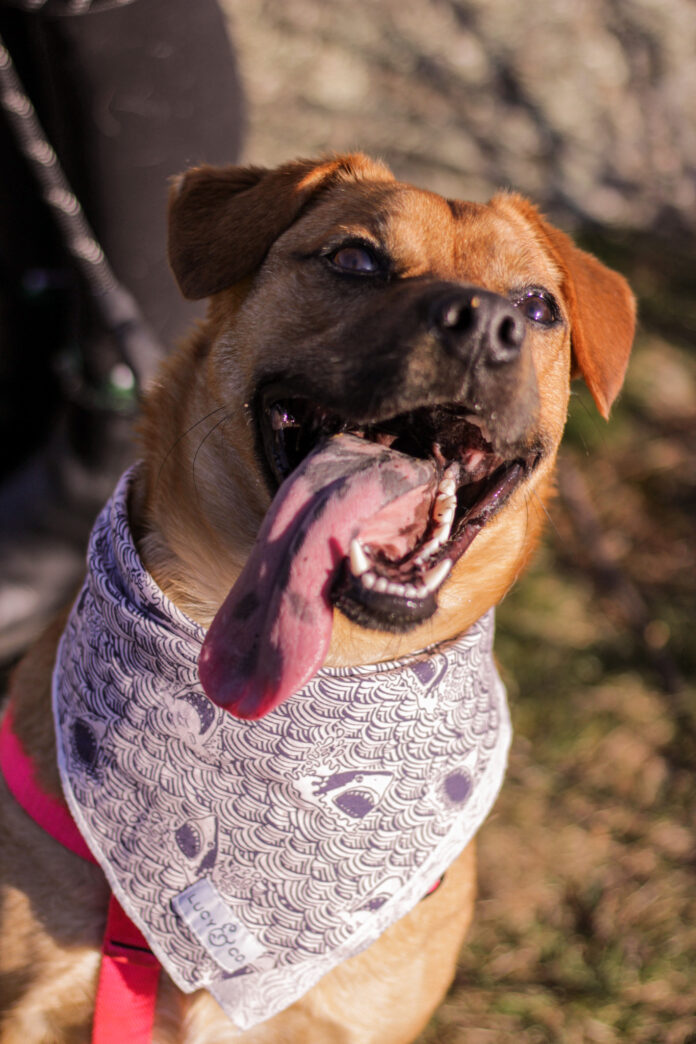 One dog’s dream: Help Dos find forever home after 320 days at shelter