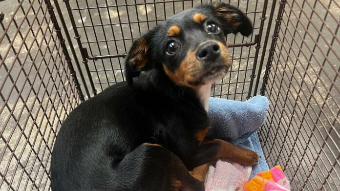 Sick puppy found alone on the streets and now faces the end of her life at Los Angeles shelter