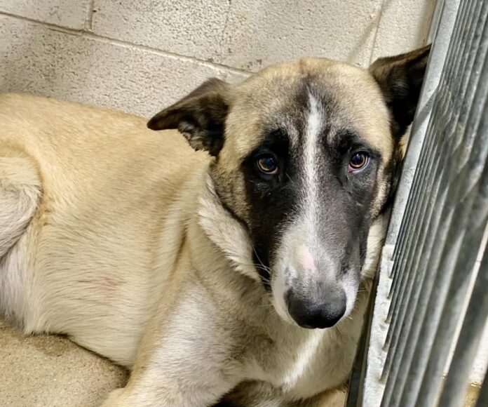 Beautiful young pregnant shepherd shelter deadline tomorrow