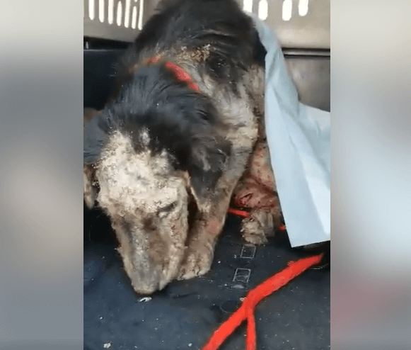 Broken and defeated dog about to be euth’ed but help came in time