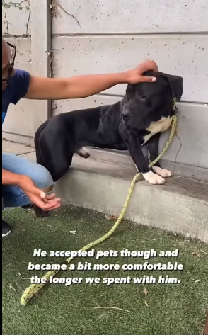 One last time for young dog ‘Doug’ who is scared and anxious dealing with shelter life