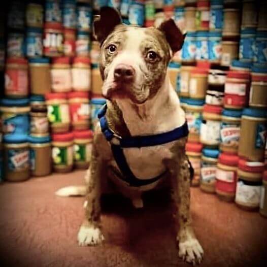 Alone and heartbroken sweet pup hasn’t been noticed in shelter for three years