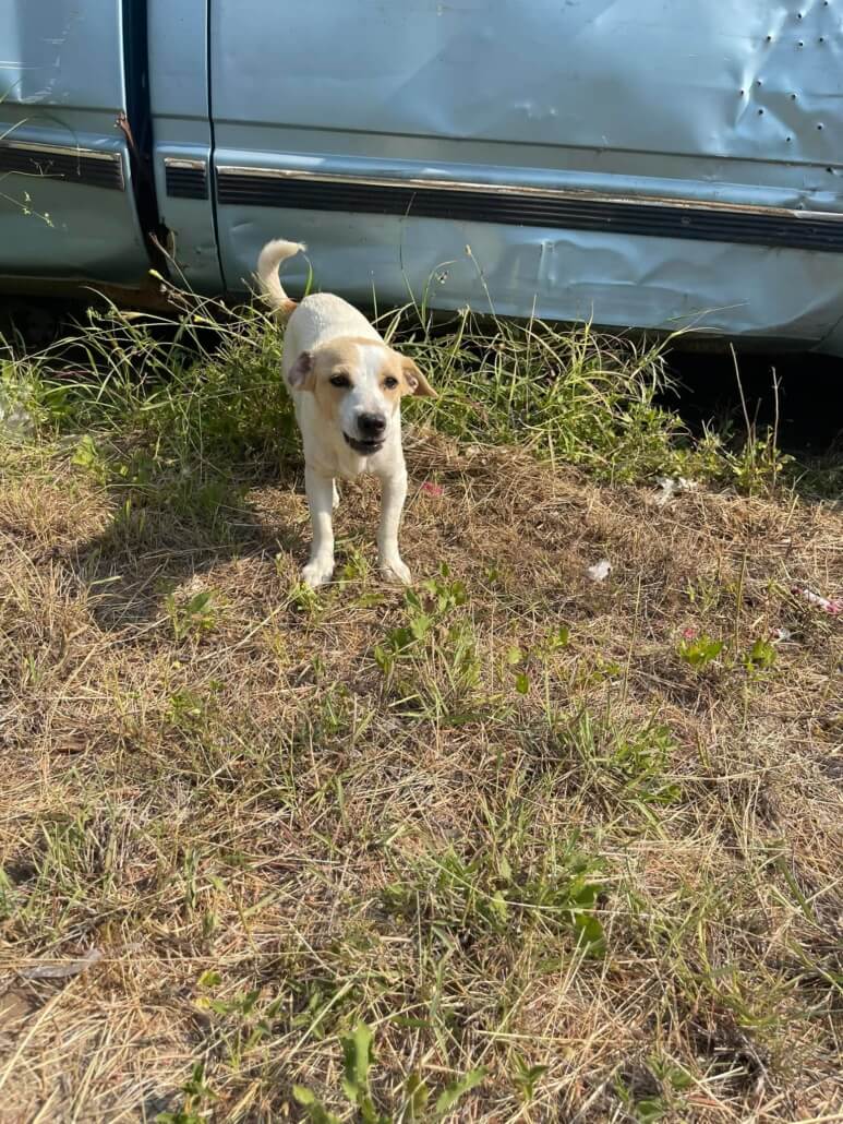 doxie-mix-773x1030-1