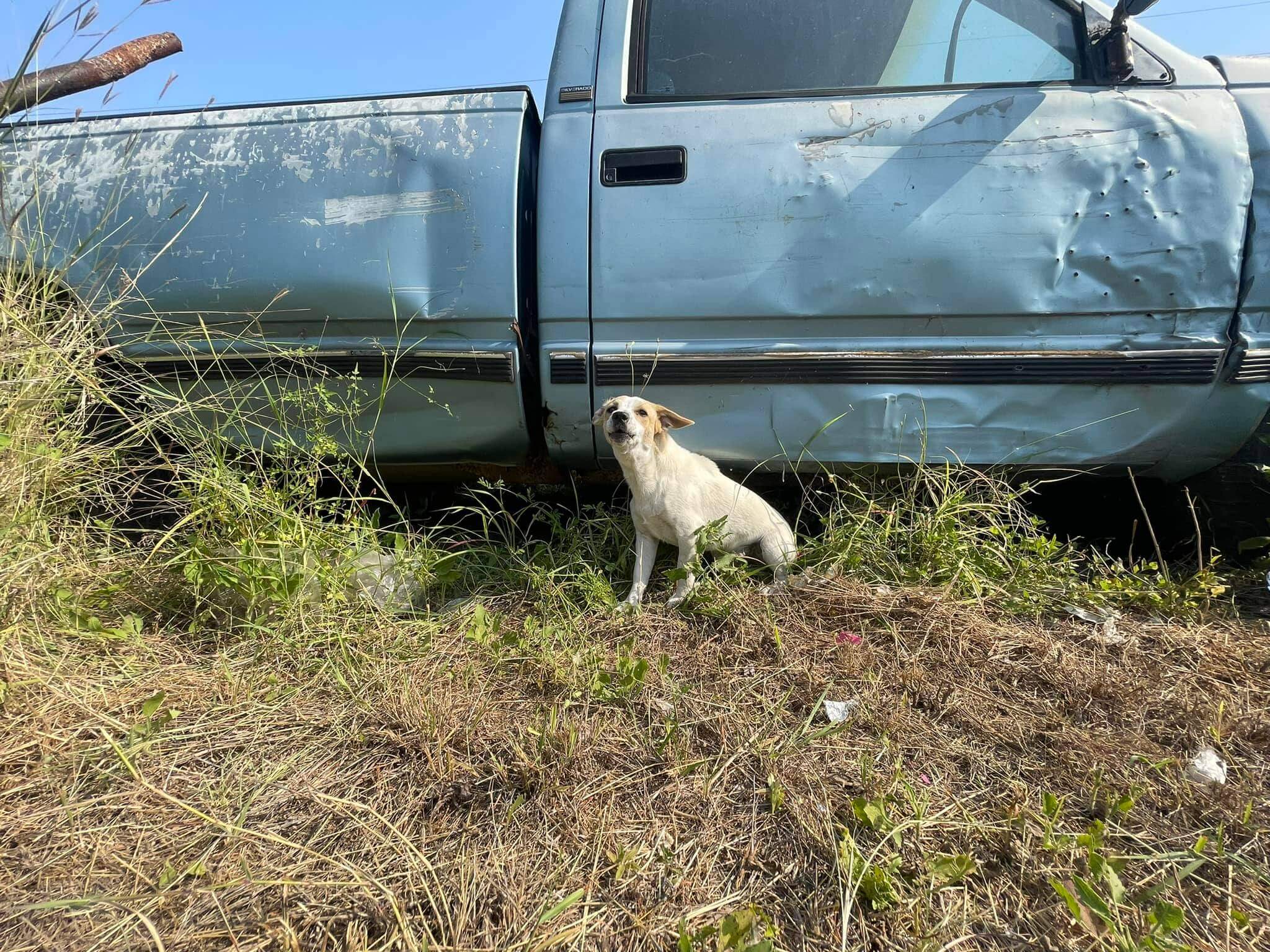 Brave puppy tries her best to scare away predators to protect her siblings