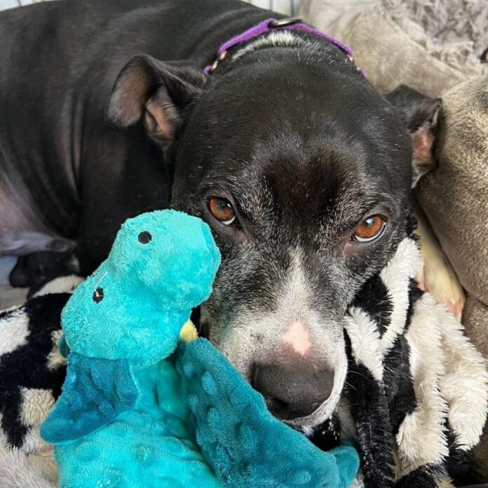 Urgent plea to help Dozer find a home after spending 571 days in shelter