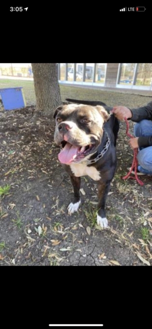 Stressed pup great with people needs a foster home or he will not see tomorrow