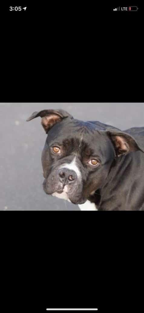 draco-williamson-county-476x1030-1