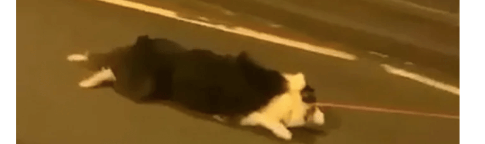 Dog dragged behind mobility scooter found and rescued