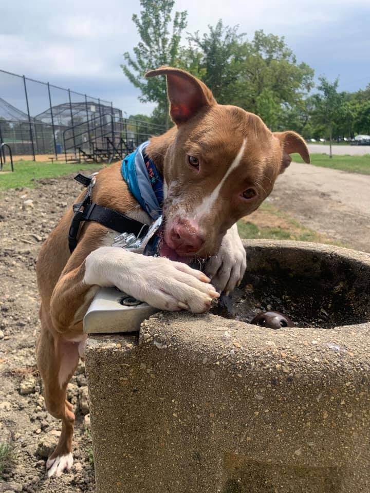 Chicago shelter at capacity and Drax is at high risk: Share, share, share and help him find a home