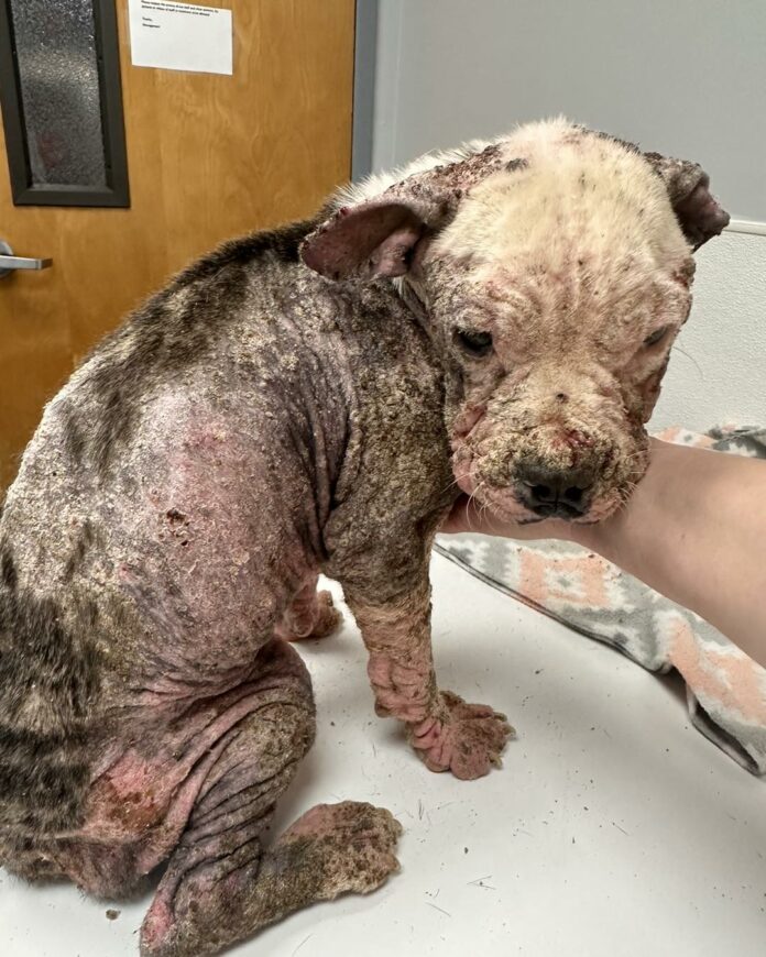 Puppy picked up off the streets of Dallas covered in sores wants to kiss and be hugged by her rescuers