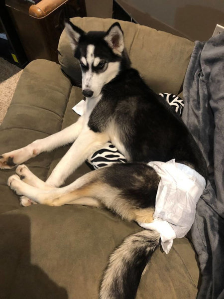 Breeder dragged puppy to be euth’ed because of her medical needs