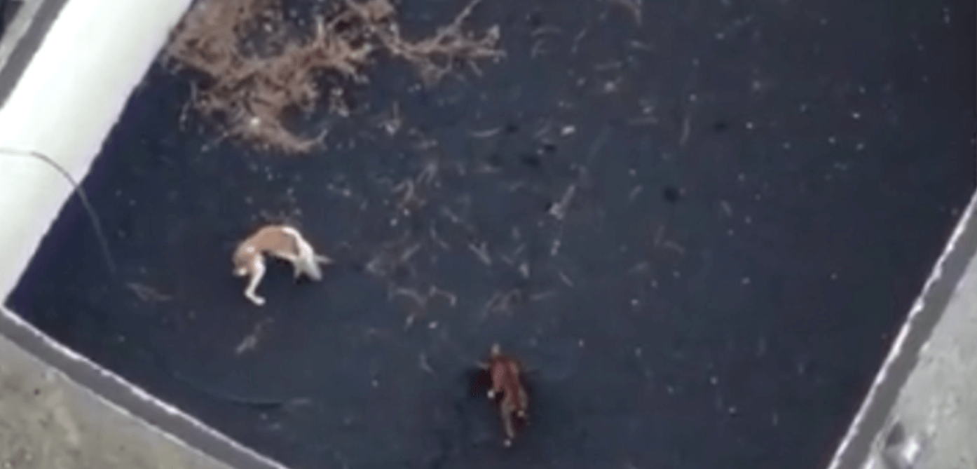 Drone company received permission to rescue emaciated dogs trapped near La Palma volcano