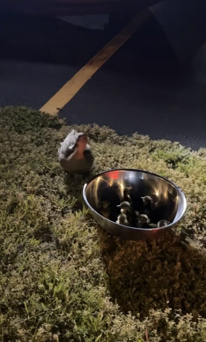 Police officer rescues trapped ducklings from storm drain as worried mom stands by