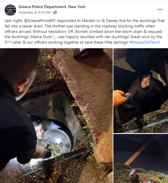 ducklings-rescued-3