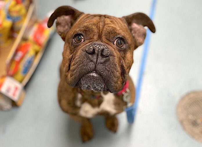 Bulldog lover needed because Duke is about to lose his life at NYC shelter