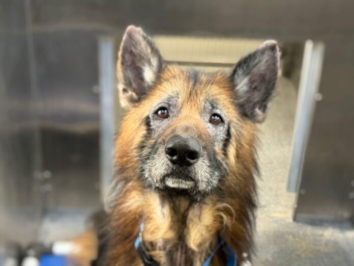 Handsome Duke dumped at shelter because he’s ‘skittish’ with people he doesn’t know