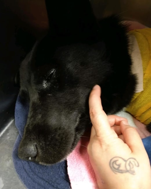 Dog survived his home burning down, the loss of his canine pals and then someone shot him