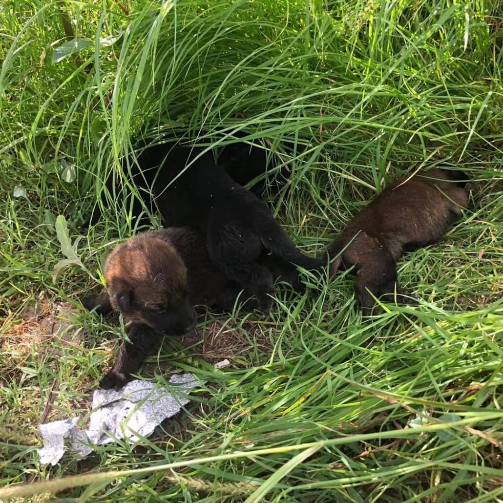 dumped-puppies-1-1030x1030-1