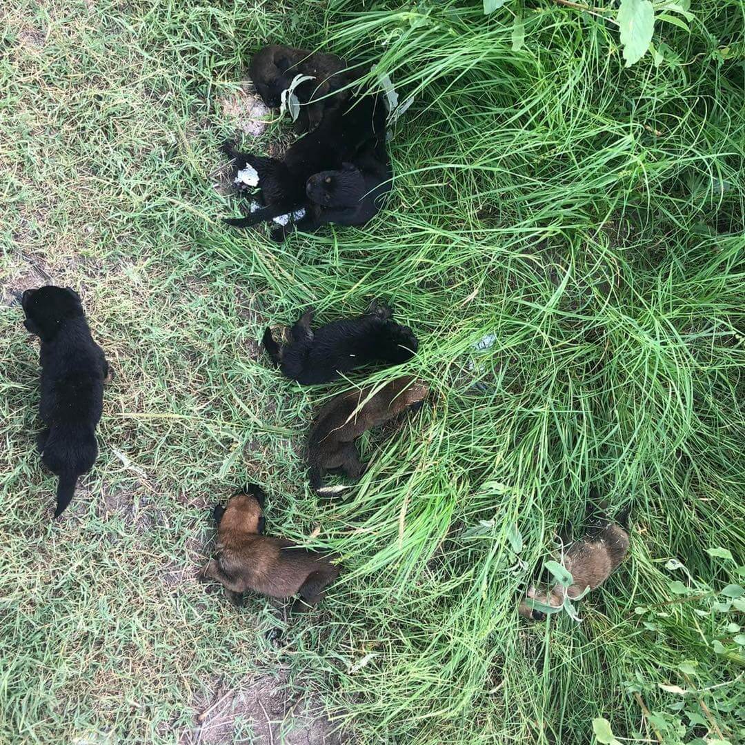 dumped puppies