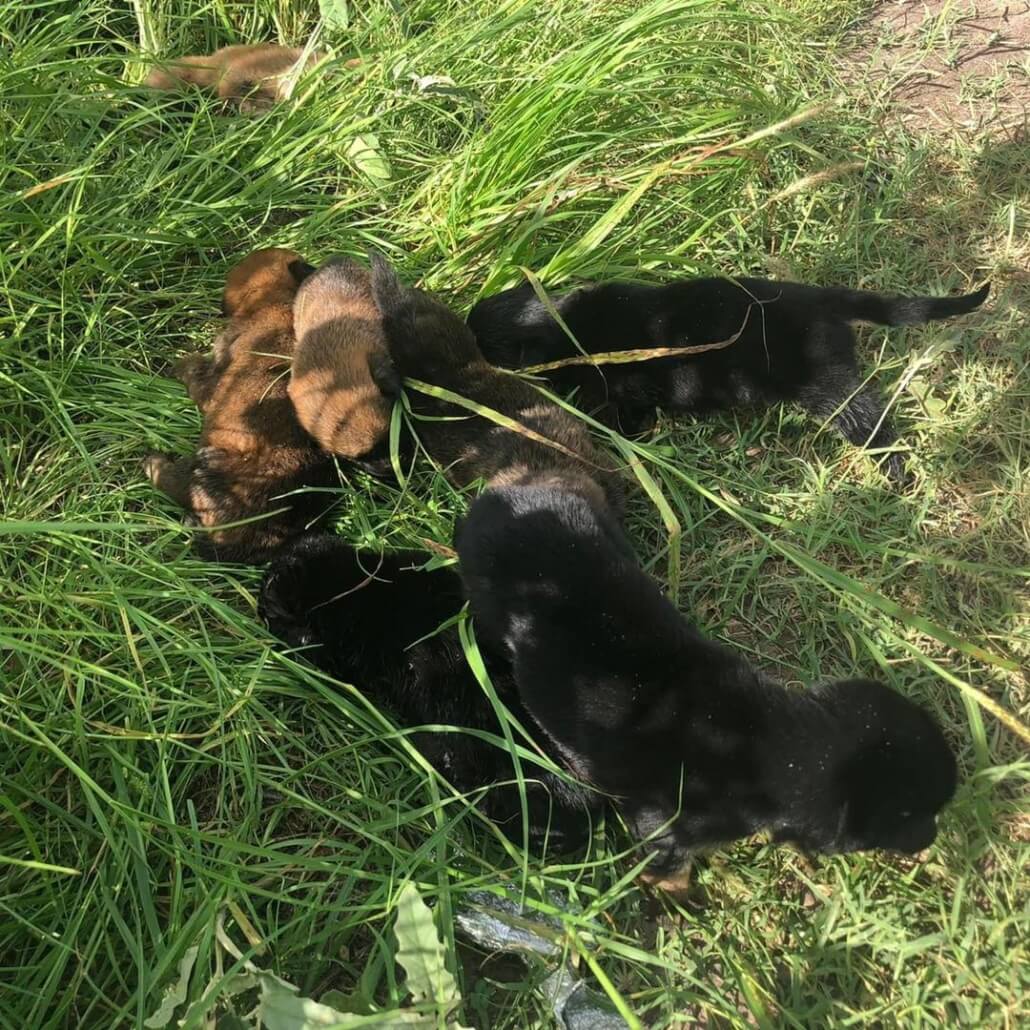 dumped-puppies-3-1030x1030-1