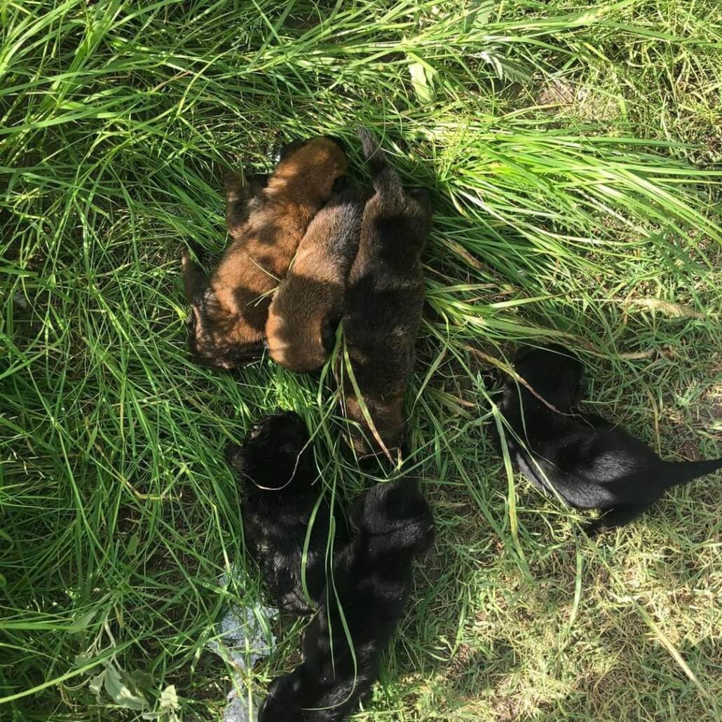 dumped-puppies2-1030x1030-1