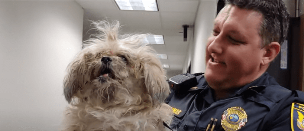 Woman dumped senior dog at Tampa Airport because she didn’t want to pay fees