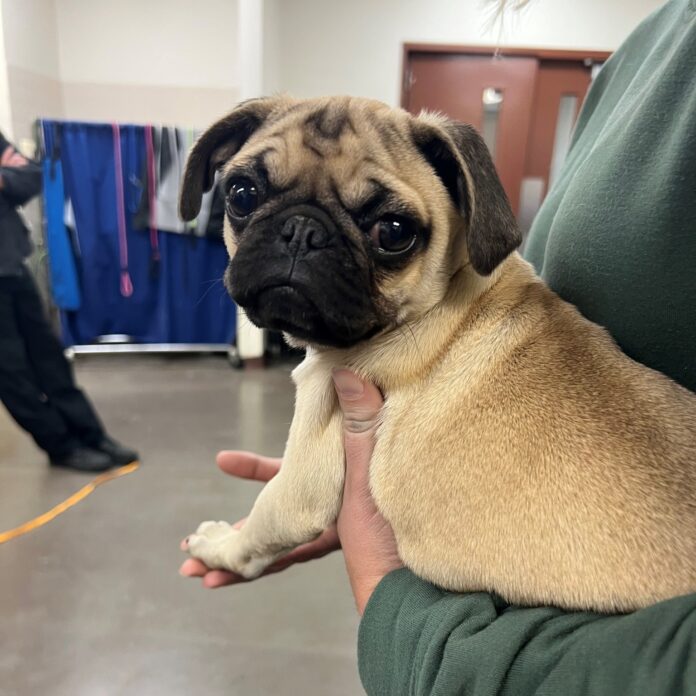 Heartless person threw pug puppy into trash bin outside of Phoenix shelter