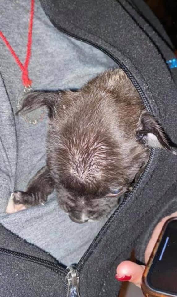 dumpster-puppies-1-1