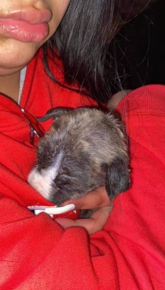 Pair of Texas puppies thrown in dumpster found with ‘icicles in their whiskers’