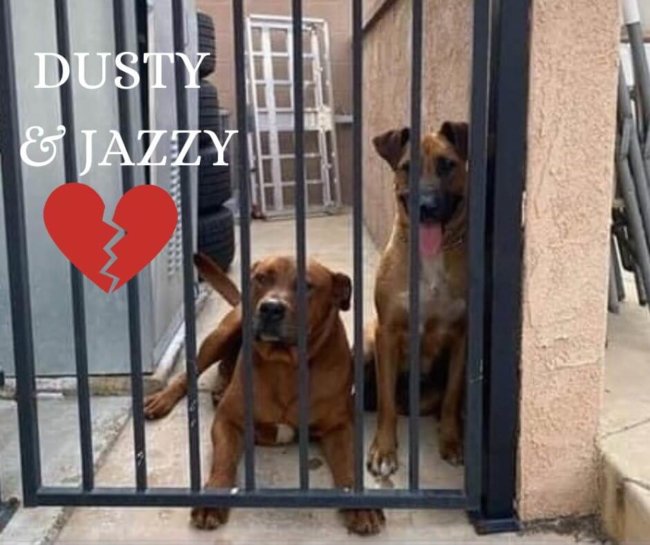 Dusty and Jazzy