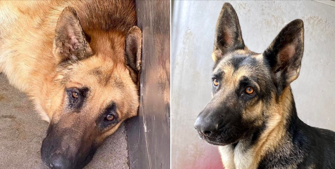 Traumatized bonded German shepherds’ situation at California shelter breaking hearts
