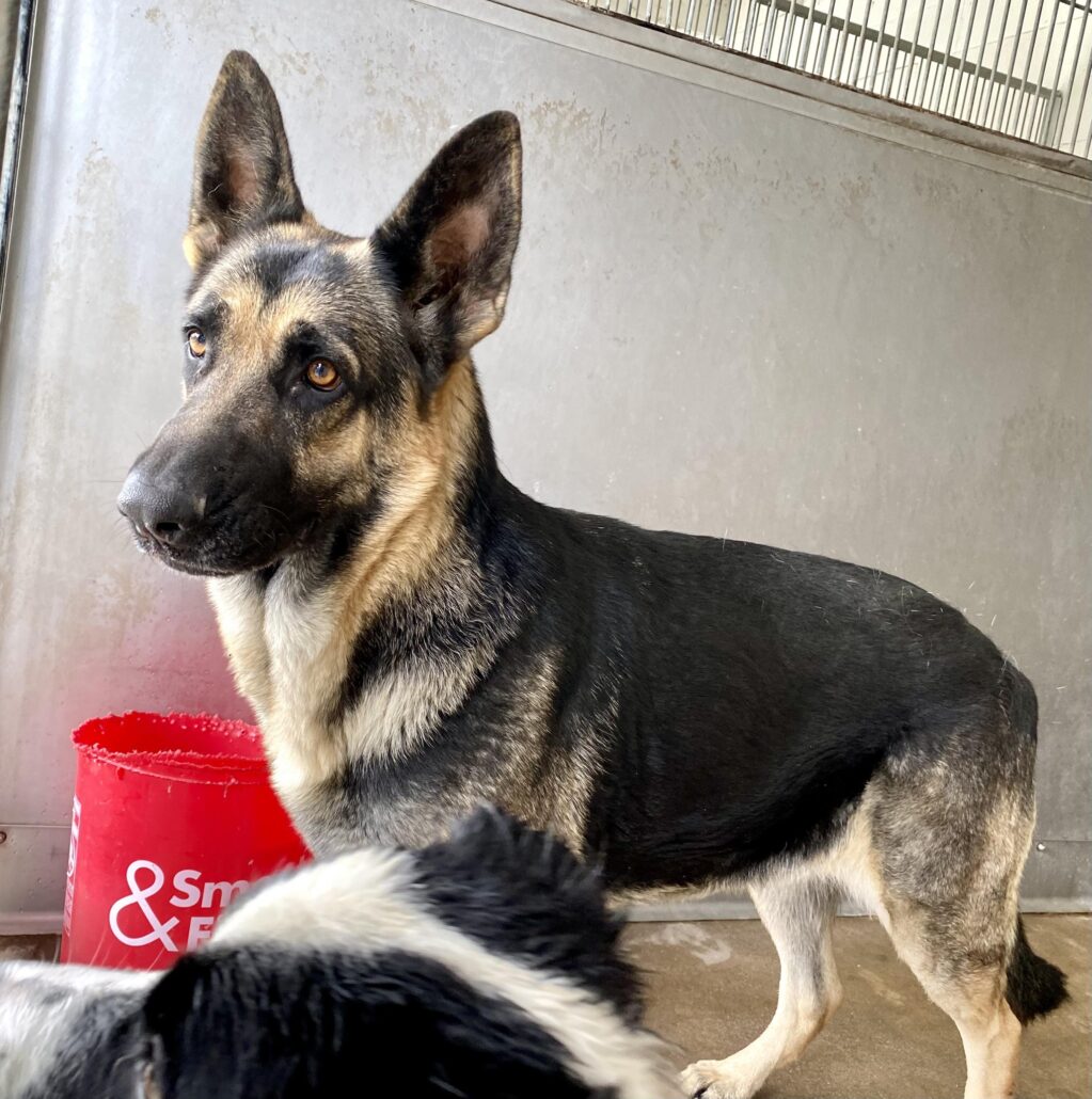 dusty-and-kali-a556052-1023x1030-1