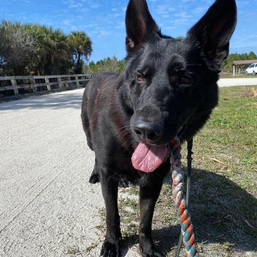 Search and Rescue K9 attacked by alligator while on missing person mission