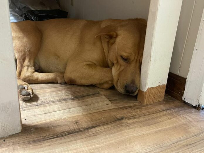 Heartbreaking: Shut down and scared to death this young dog needs help now before his life ends