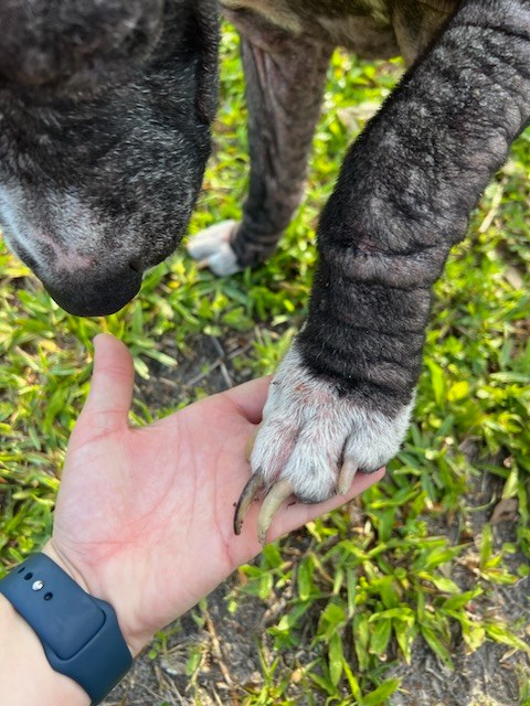 Dog left abandoned and heartbroken: ‘Why didn’t you just ask for help?’