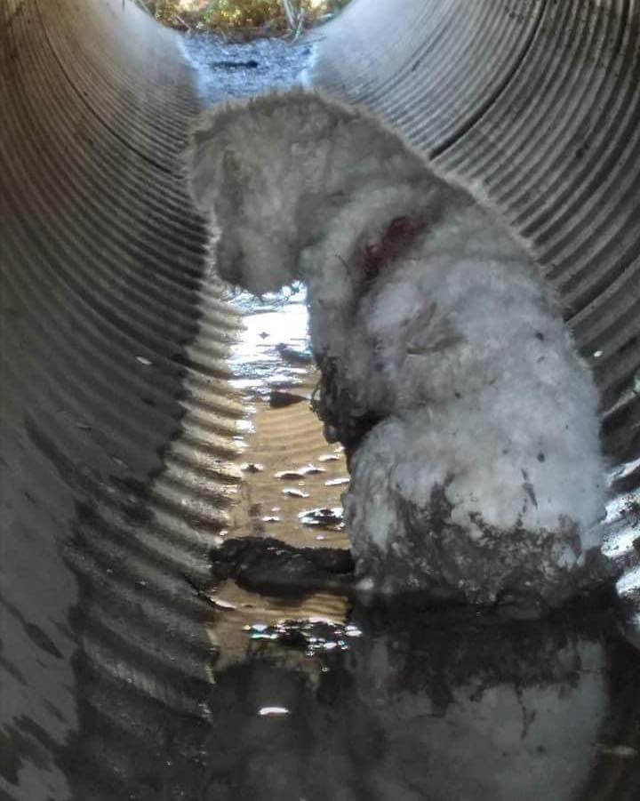 Frightened pup hid in a drain after being attacked by other dogs becomes first 2022 intake for Houston rescue org