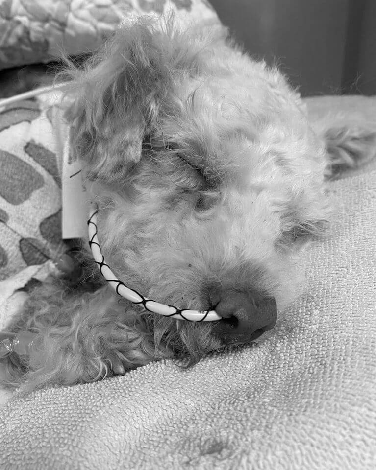 Heartbreaking update on puppy who hid in a drain after he was attacked by big dogs