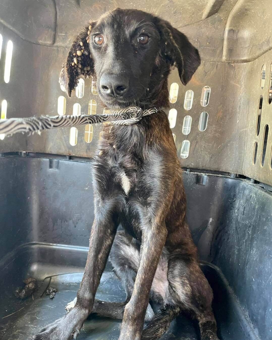 Puppy rescued from overcrowded Texas shelter and this is how she had been living