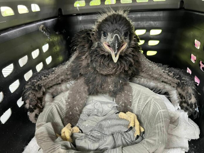 Baby bald eagle returned to parents after Texas storm collapsed nest