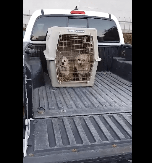Bonded pair arrived at shelter in truck bed surrendered by owner moving away