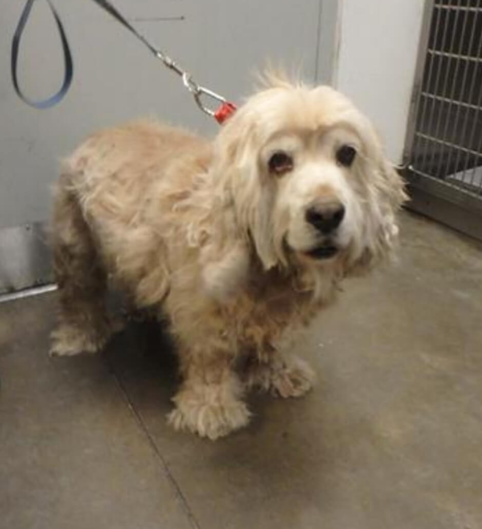 east-valley-pair-blondy-939x1030-1