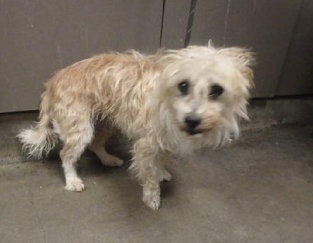 east-valley-pair-sparky-1030x801-1